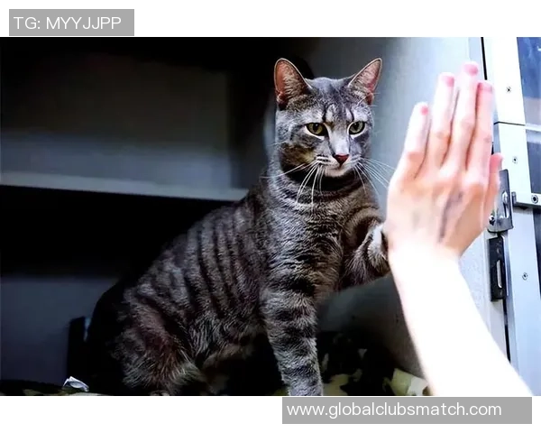 从零起步掌握街舞技巧与力量训练的全面指南